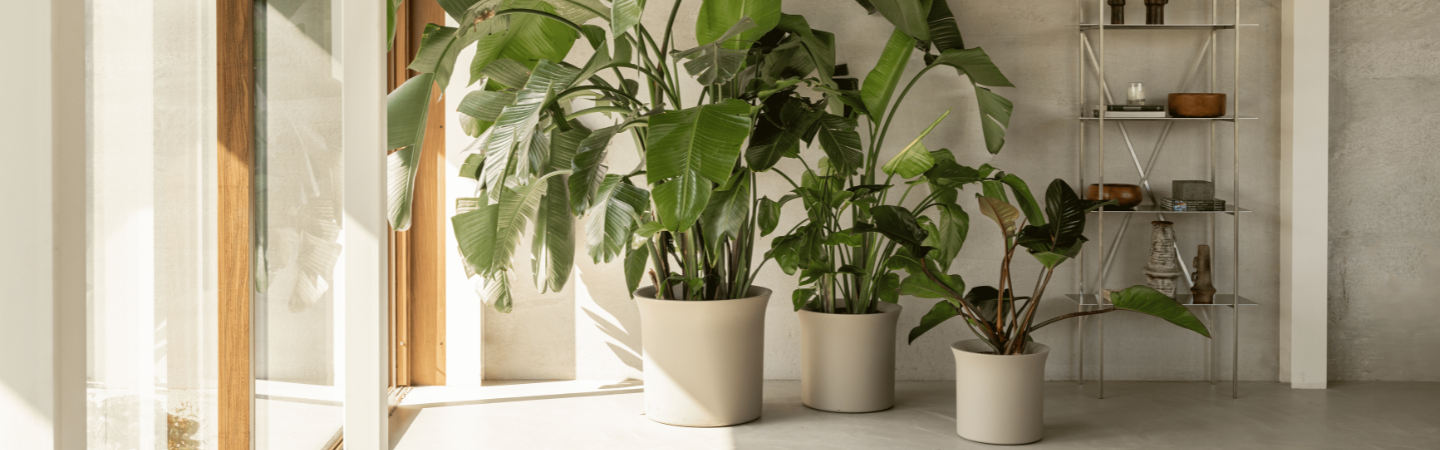 june split low 46cm balanced beige